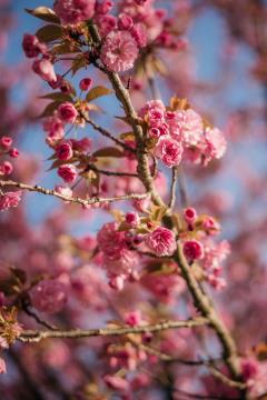  Japonske češnje v polnem razcvetu